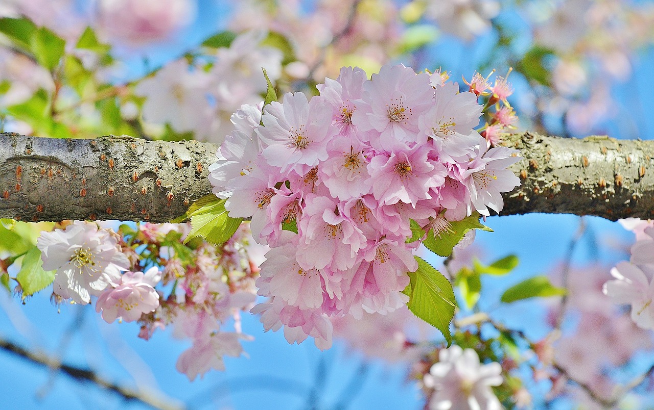 cherry nature tree free photo