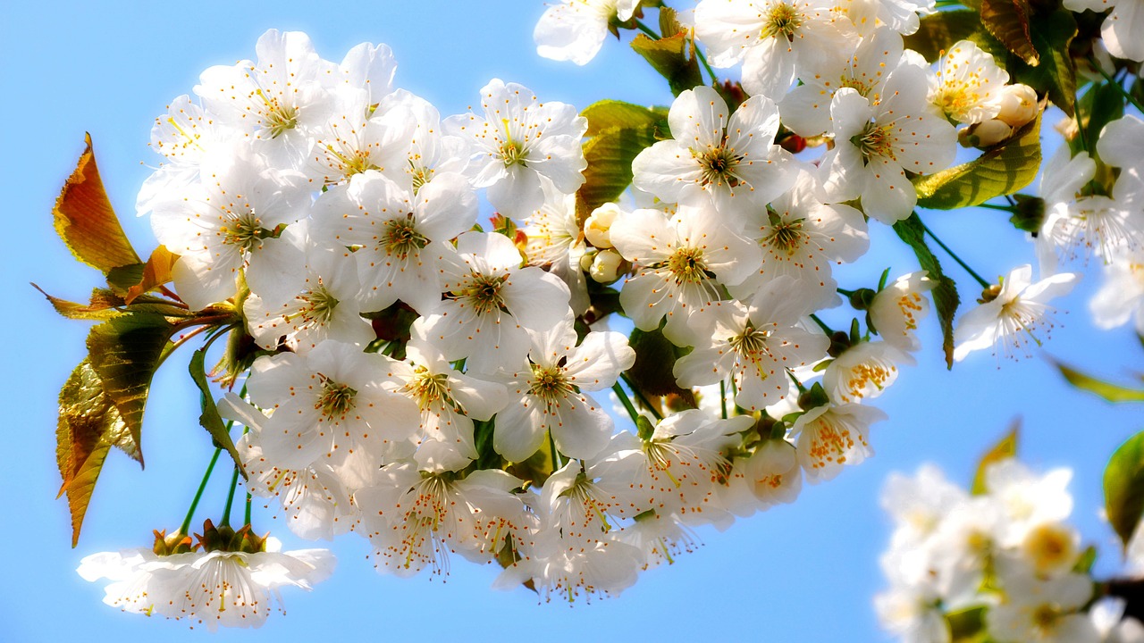 cherry spring flowers free photo