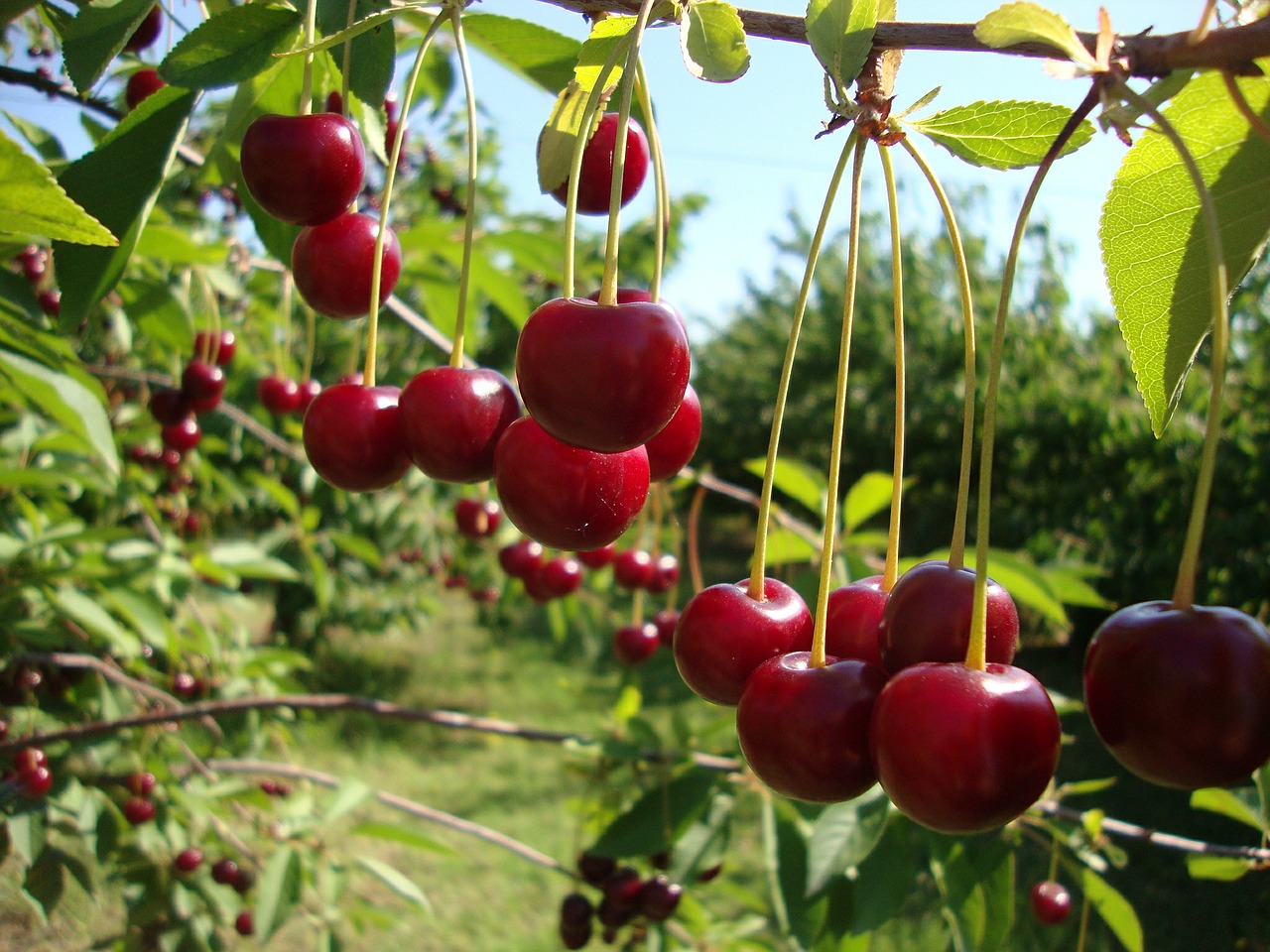 cherry fruits red free photo