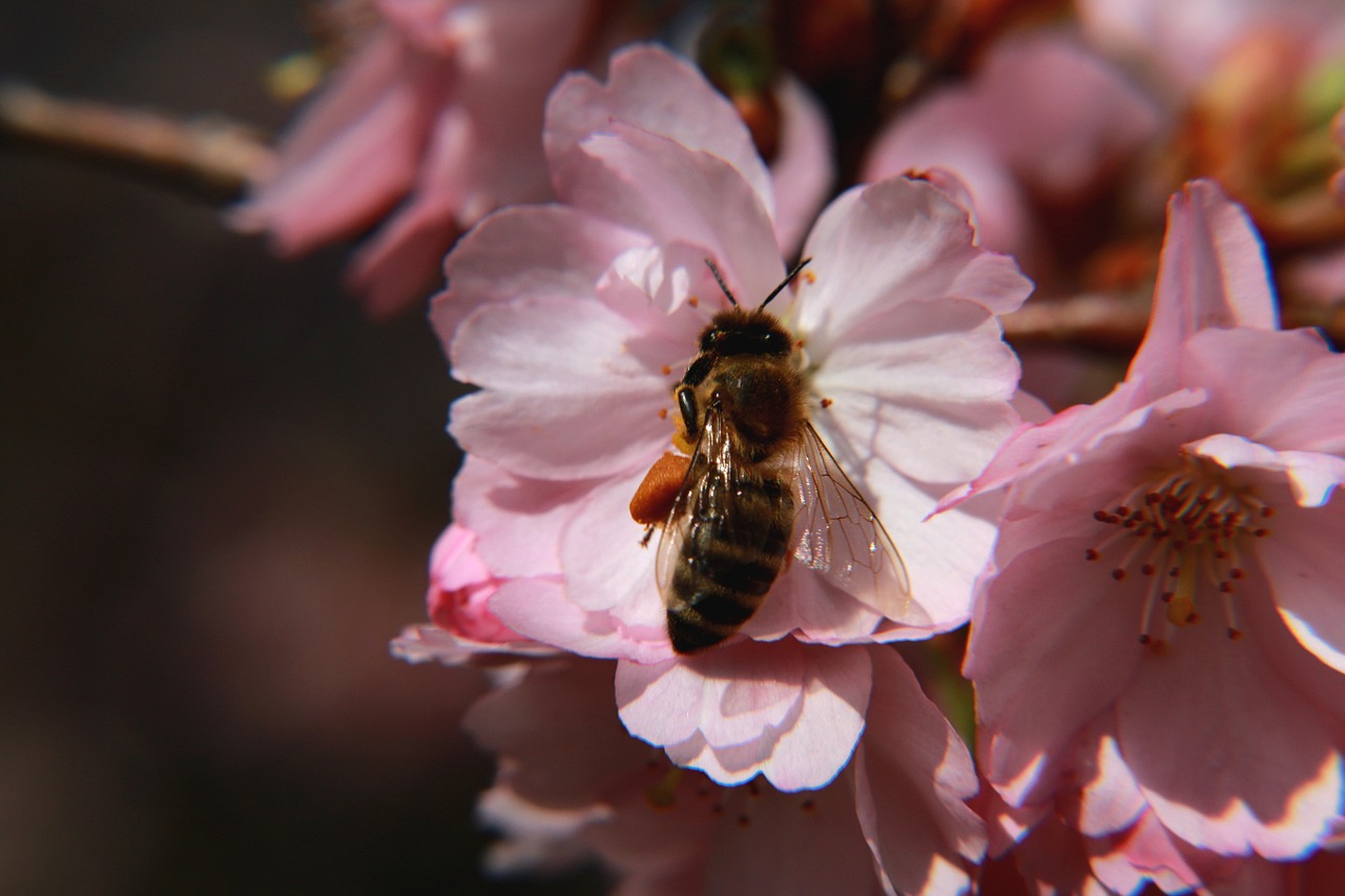 cherry blossom bloom free photo