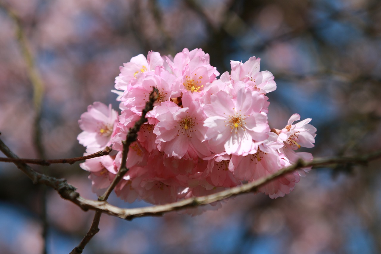 cherry blossom bloom free photo