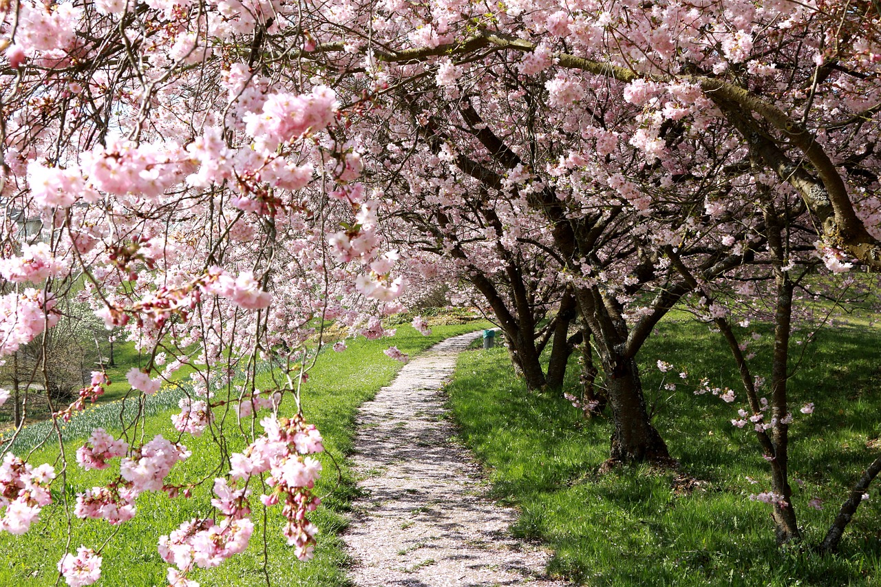 cherry blossom bloom free photo