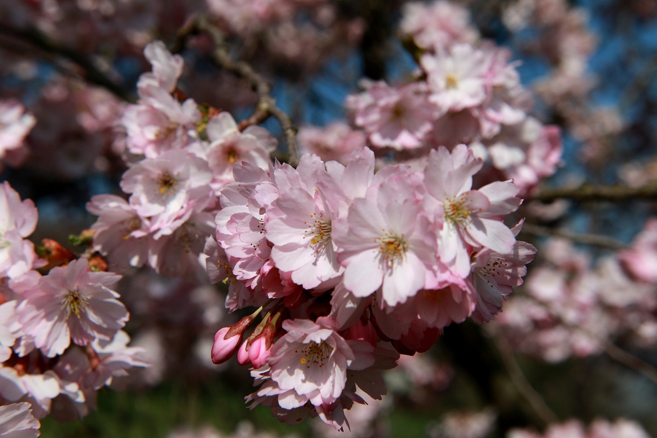 cherry blossom bloom free photo