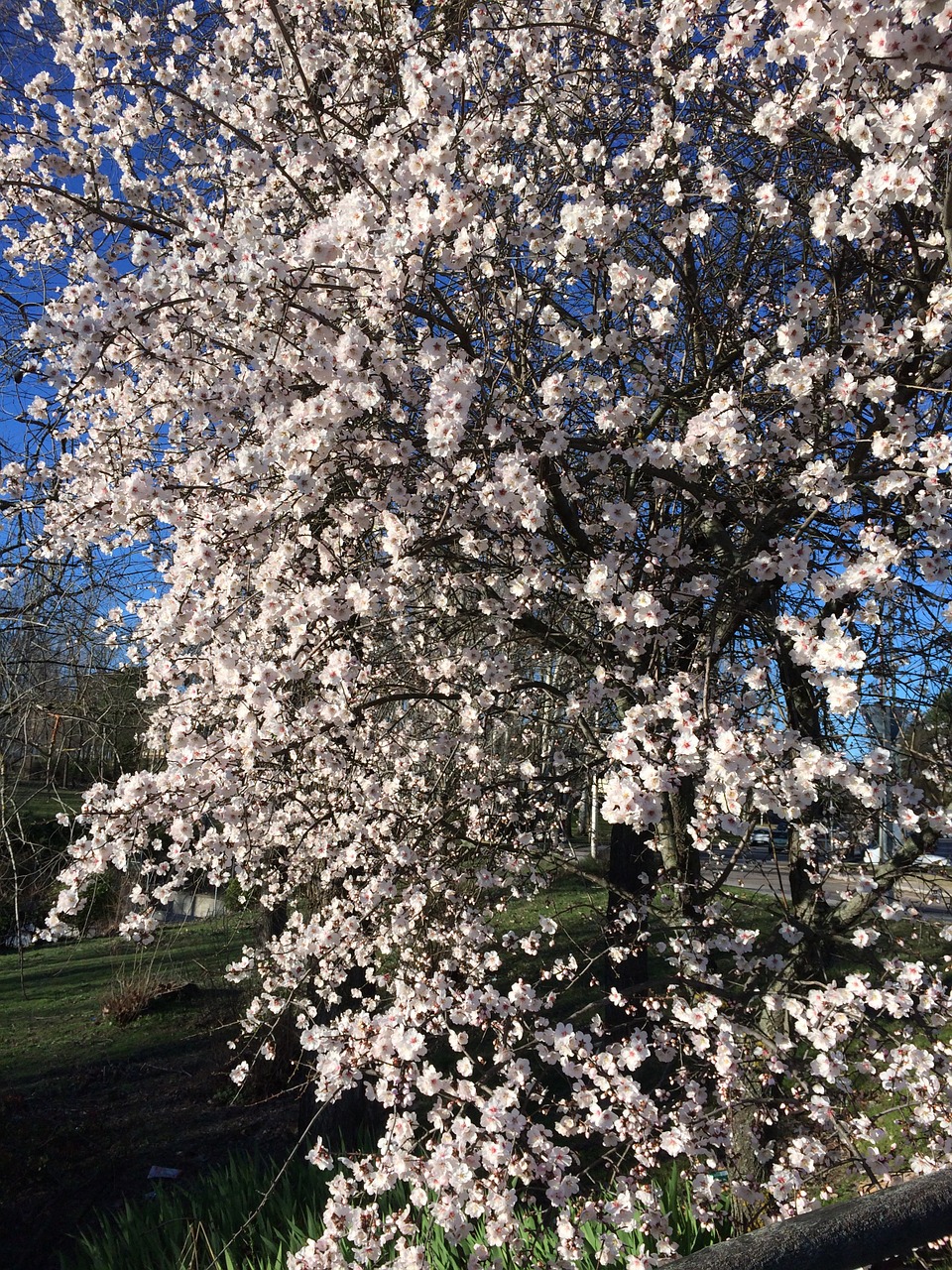 cherry flowers tree free photo