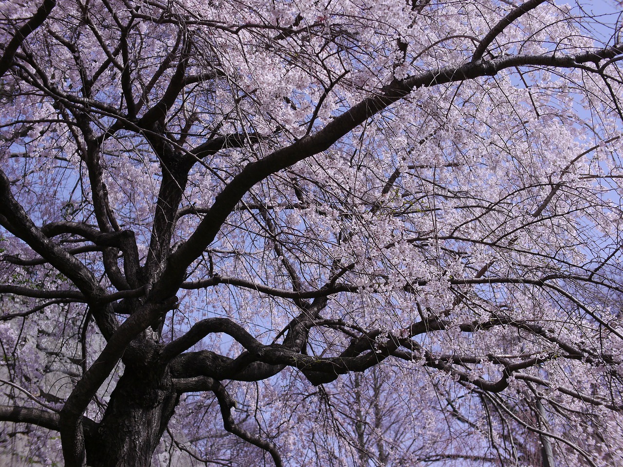 cherry flowers japan free photo