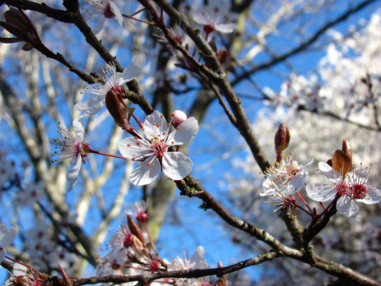 cherry nature blossom free photo