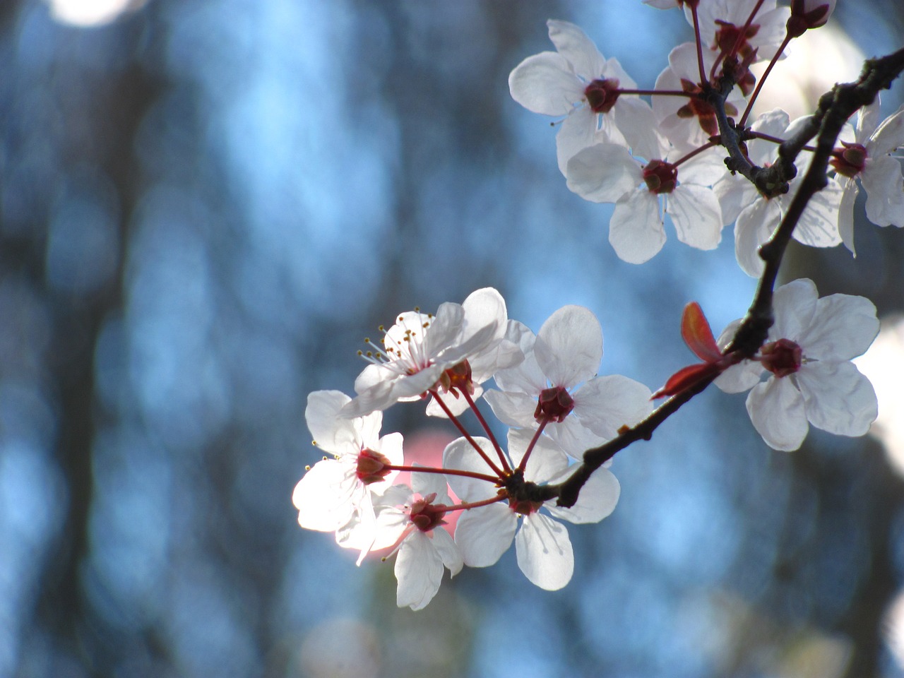 cherry nature blossom free photo
