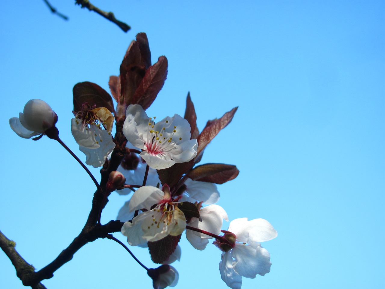 cherry sakura blossom free photo
