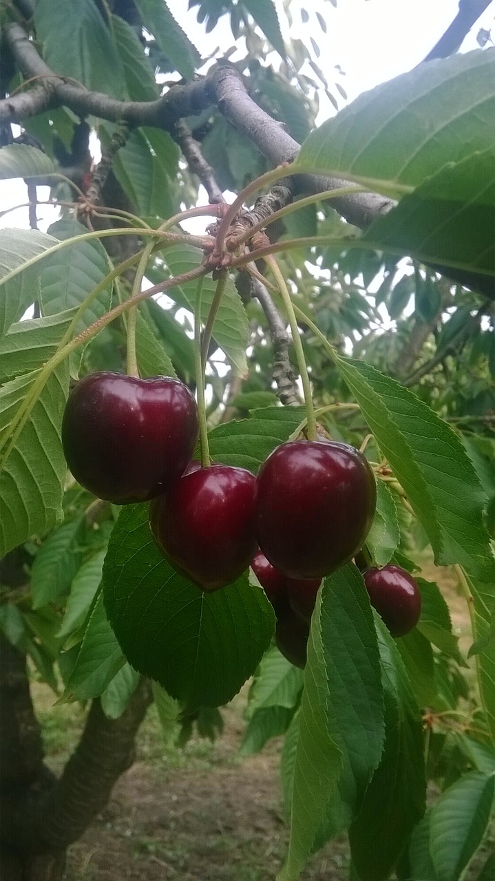 cherry nagykörű mature free photo