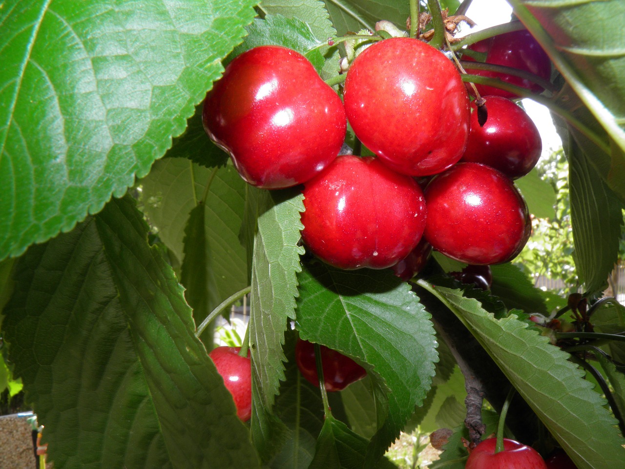 cherry tree berries free photo