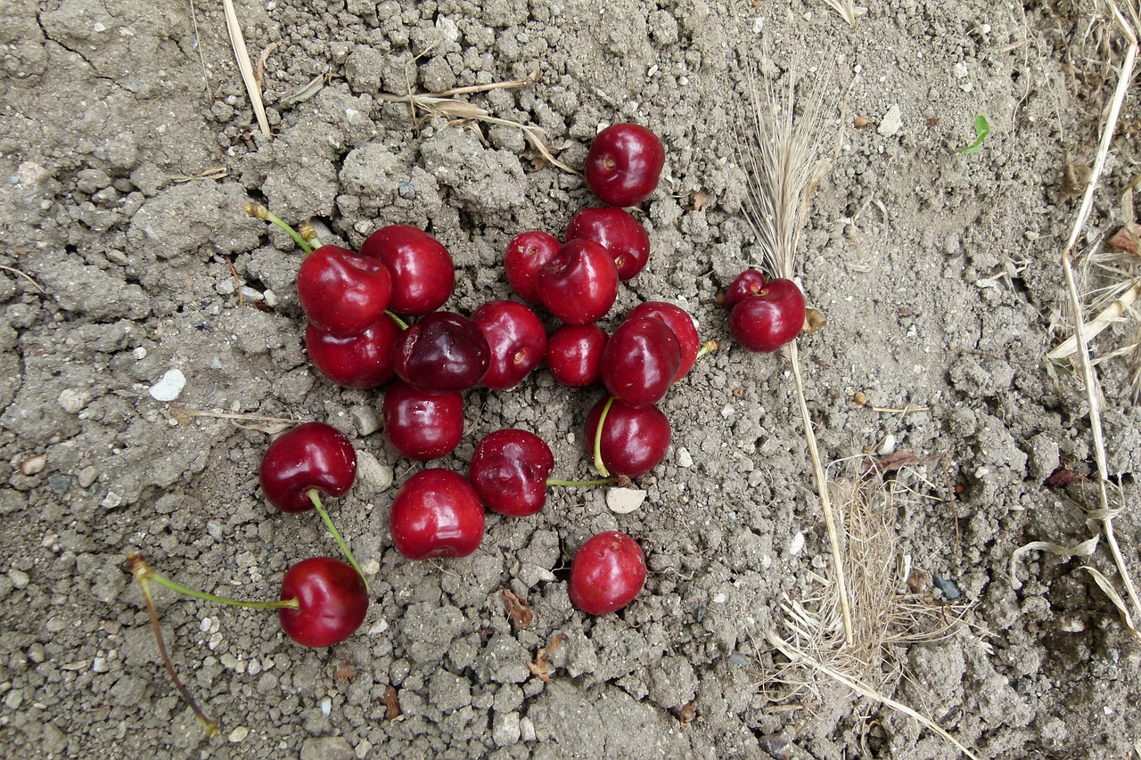 cherry garden fruit free photo