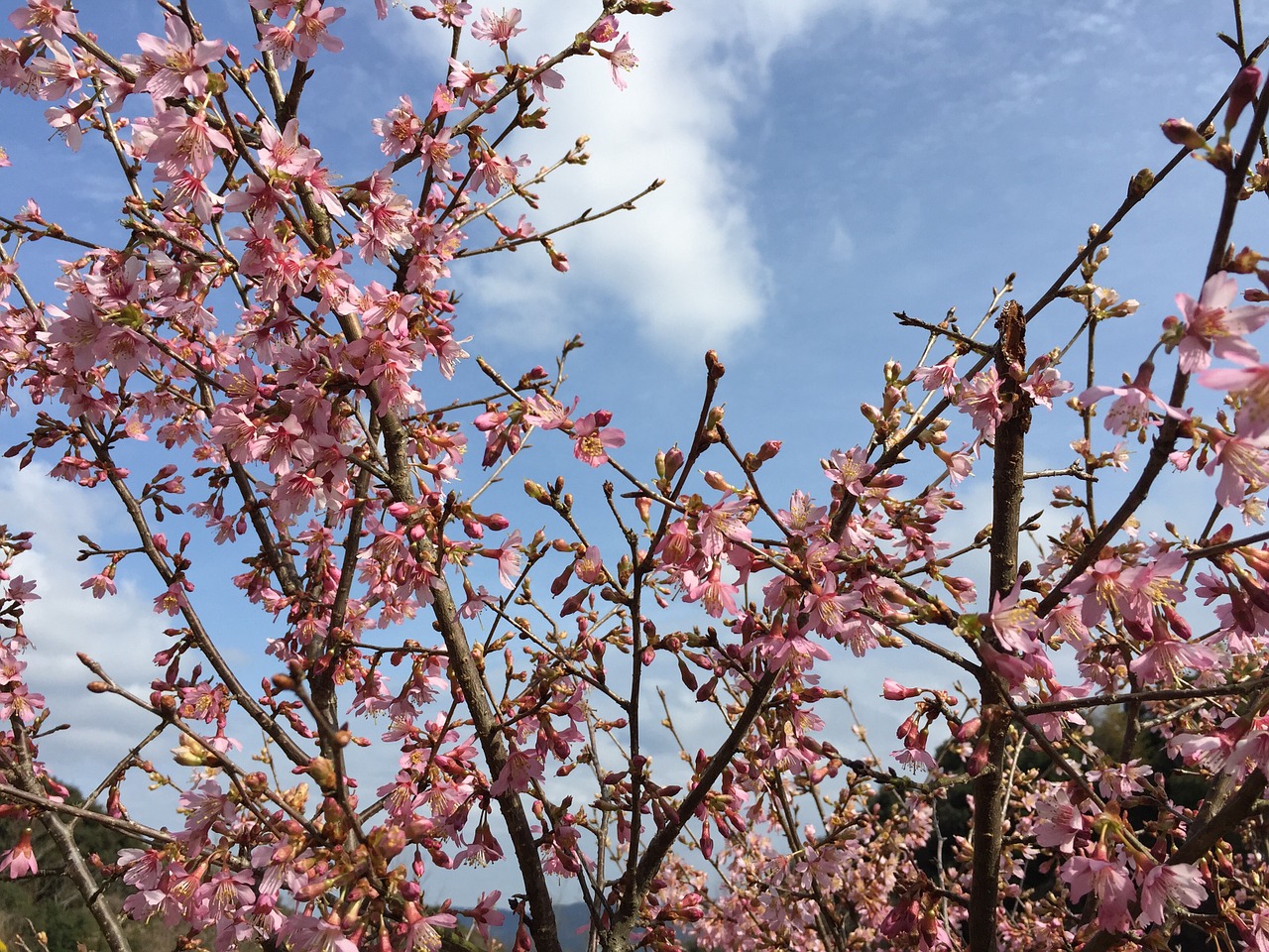 cherry flowers spring free photo