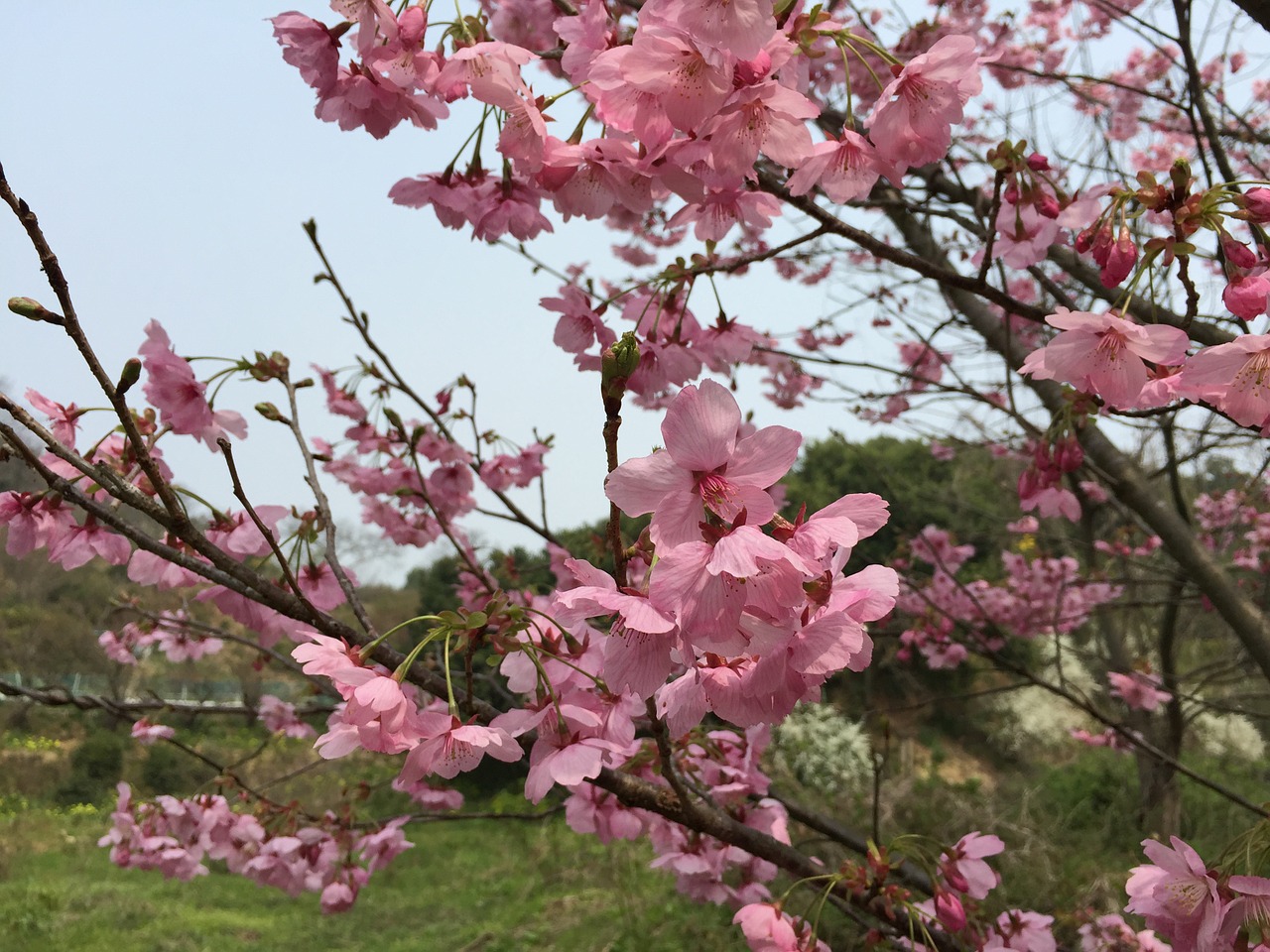 cherry sunlight sakura spring free photo