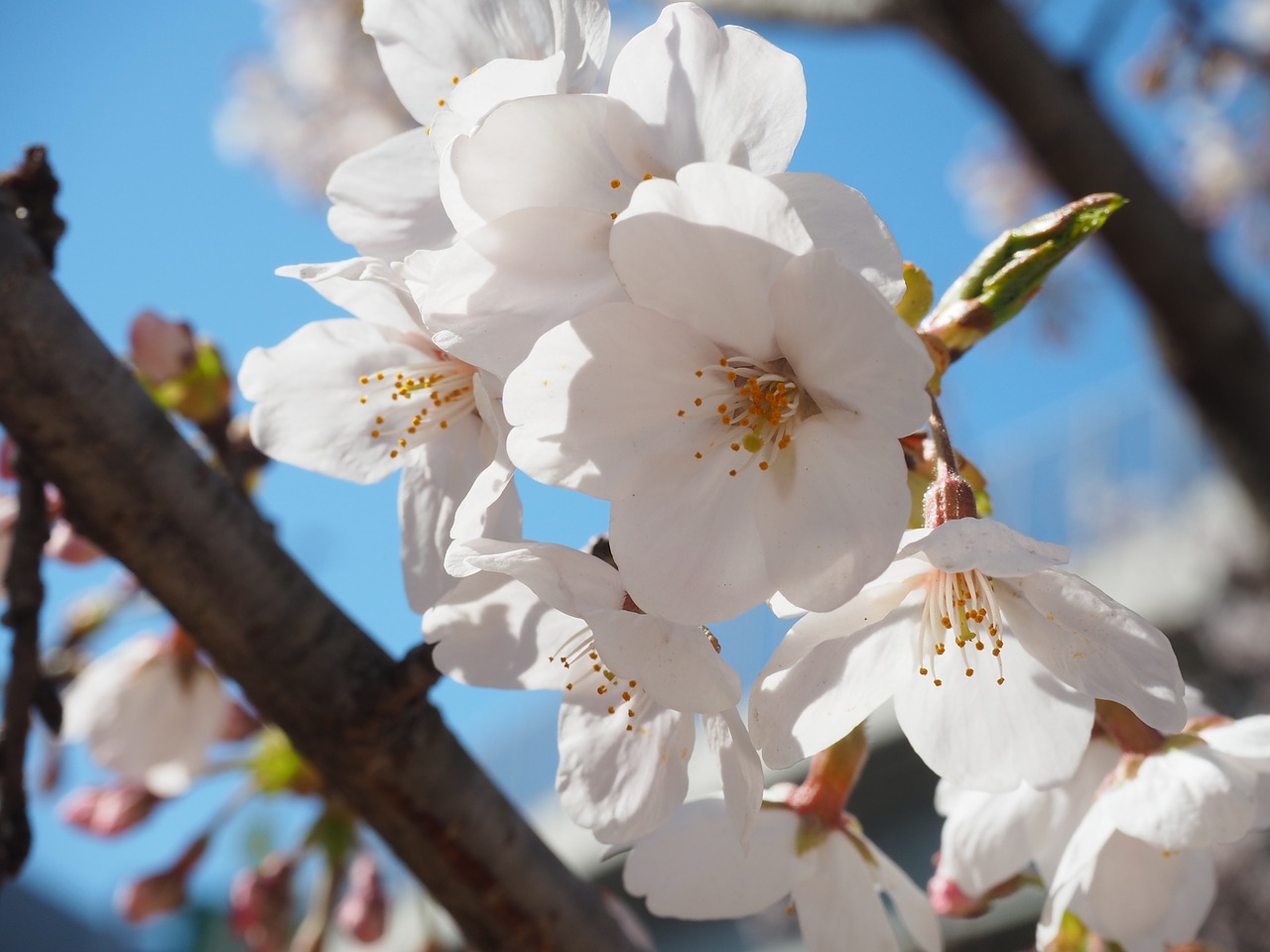 cherry yoshino cherry tree flowers free photo