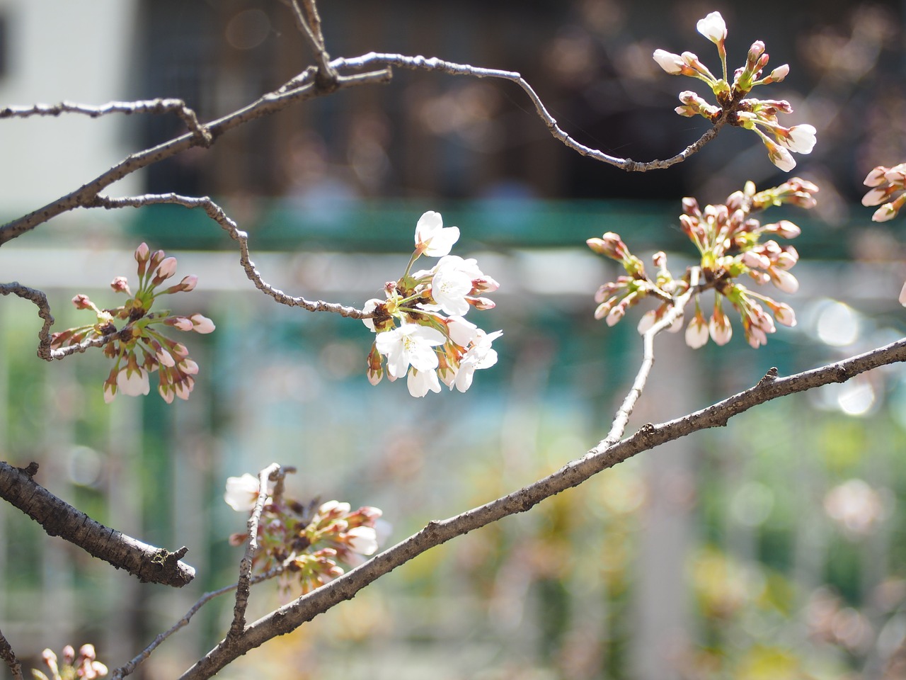 cherry spring flowers free photo