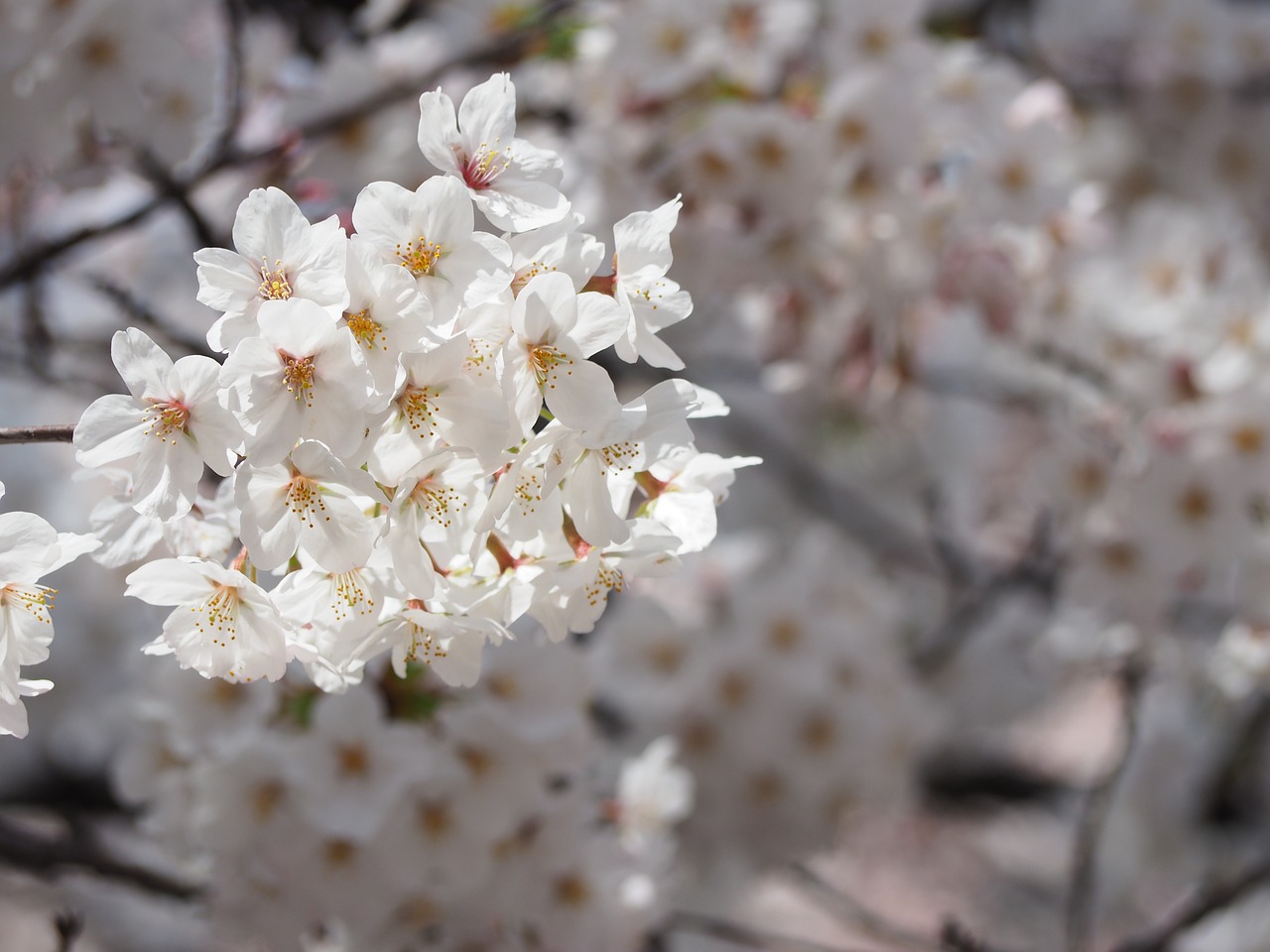 cherry flowers japan free photo