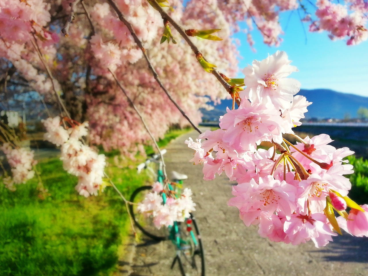 cherry spring bike free photo