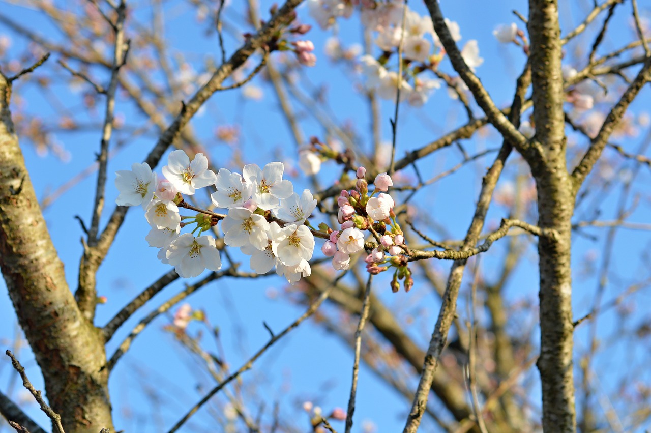 cherry cherry tree cherry blossoms free photo