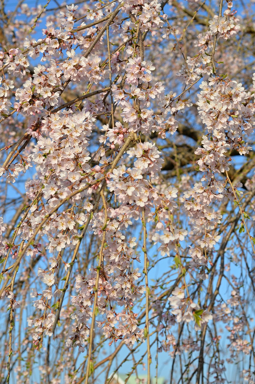 cherry cherry tree cherry blossoms free photo