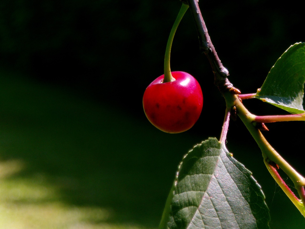 cherry red nature free photo