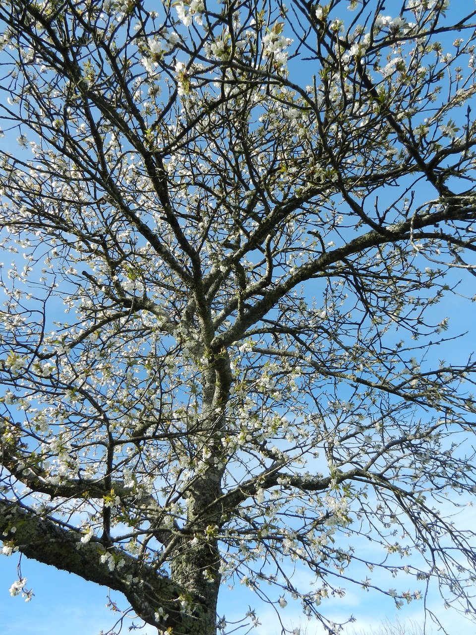 cherry tree flowers free photo