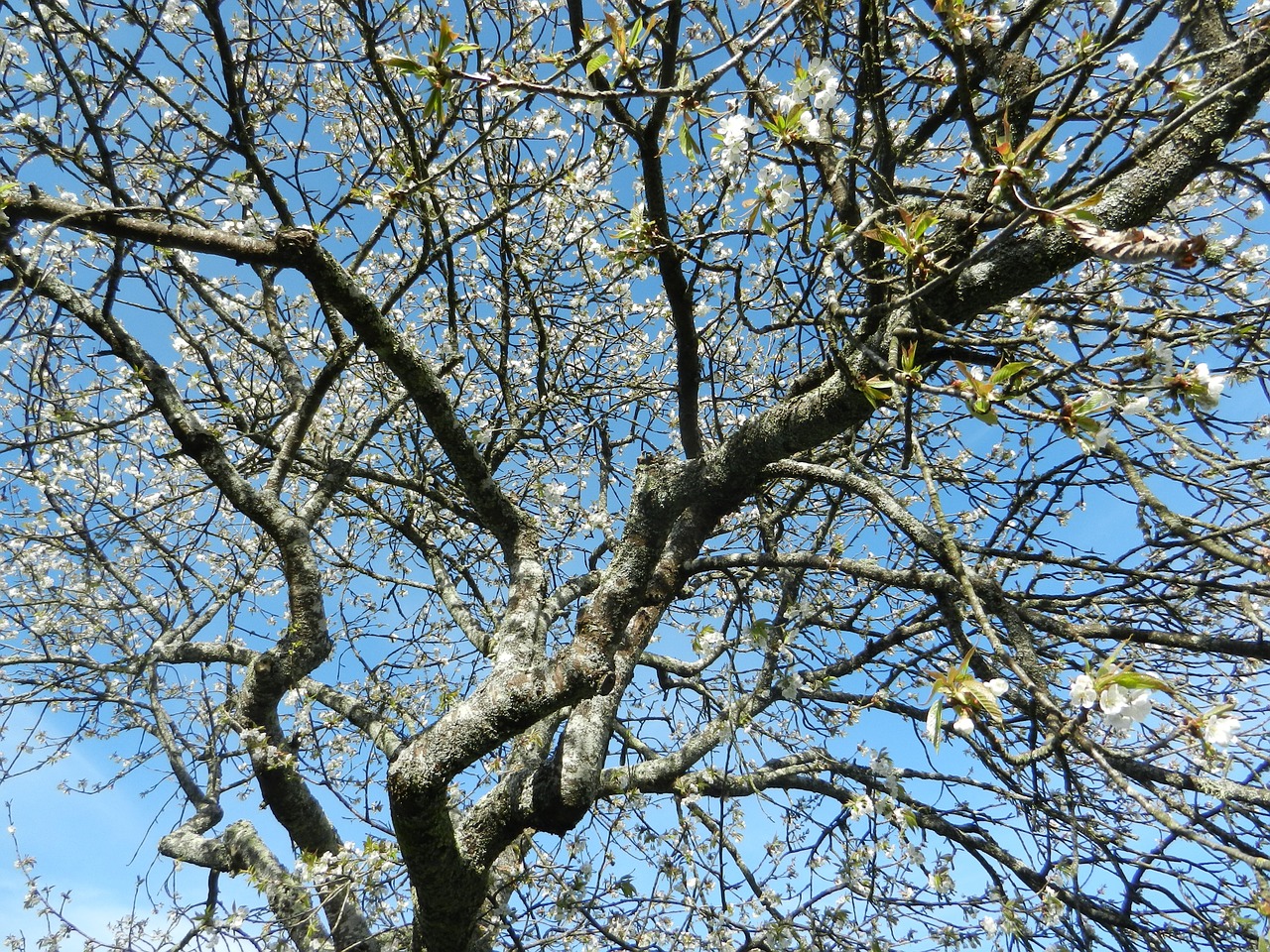 cherry tree flowers free photo