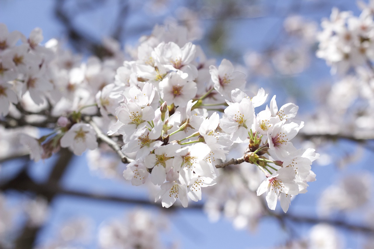 cherry flower free pictures free photo