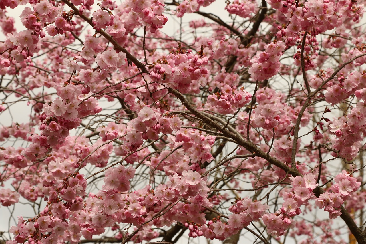 cherry cherry blossom flowers free photo