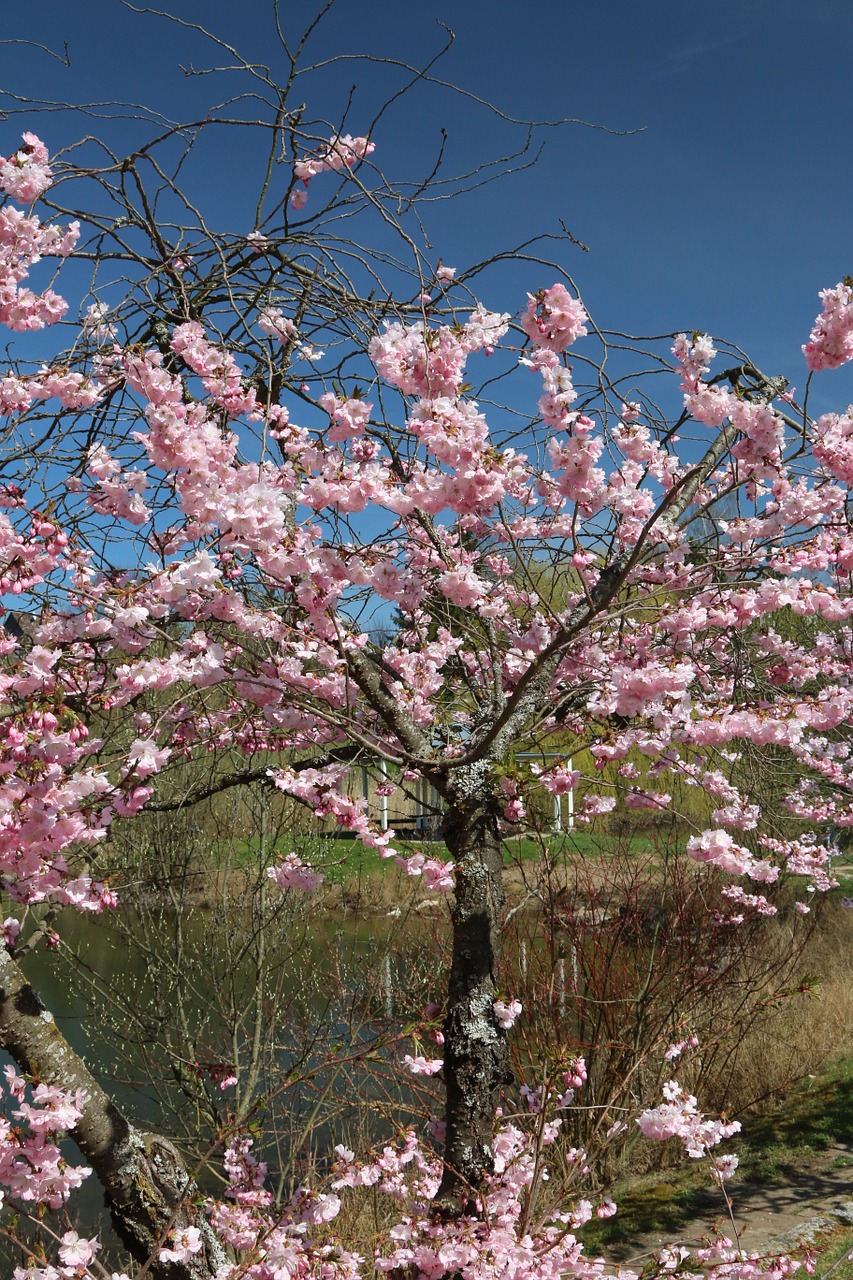 cherry cherry blossom lake free photo