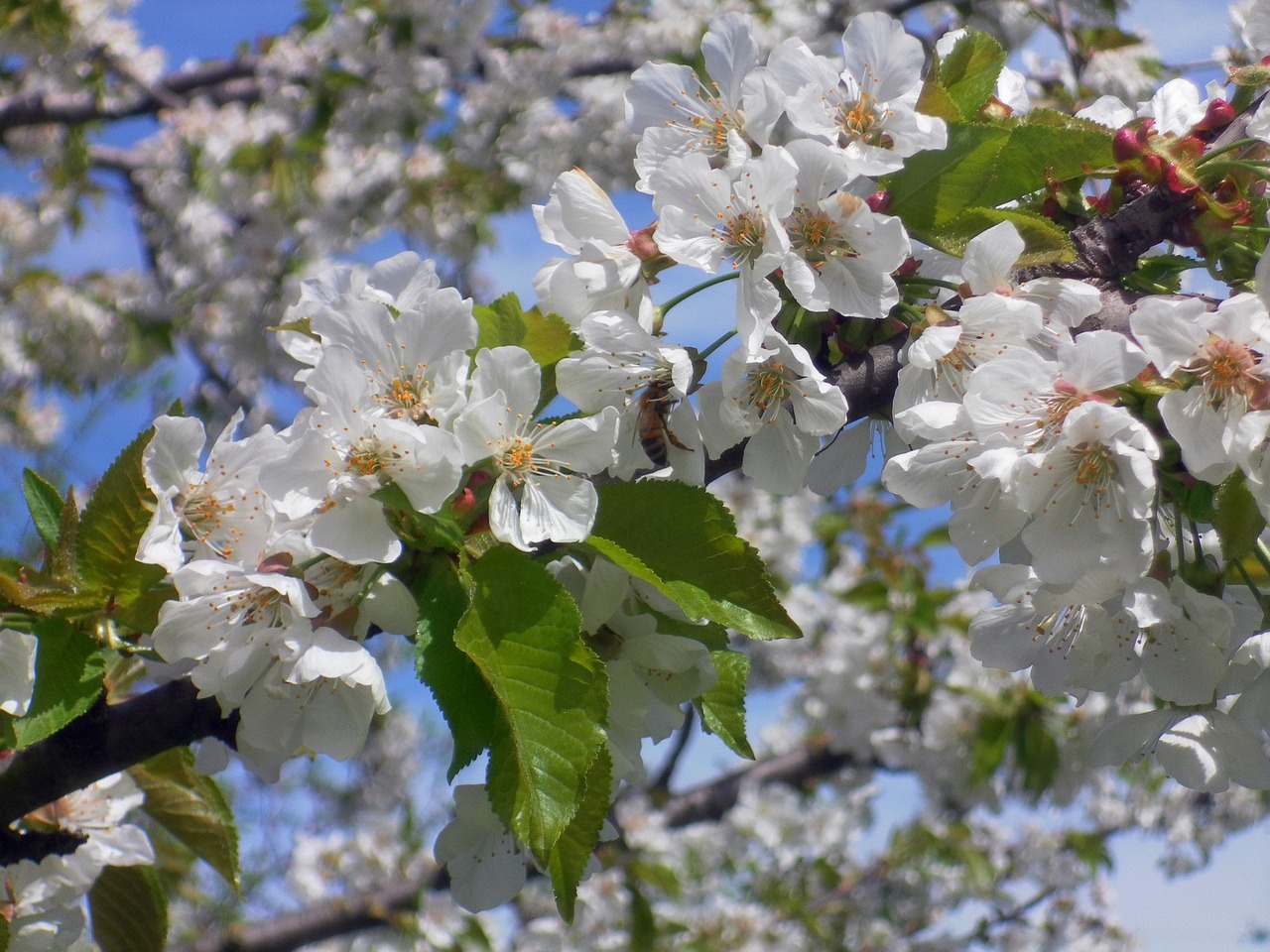 cherry bee flowers free photo