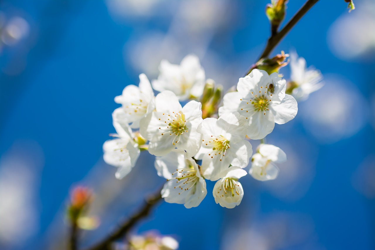 cherry spring flower free photo