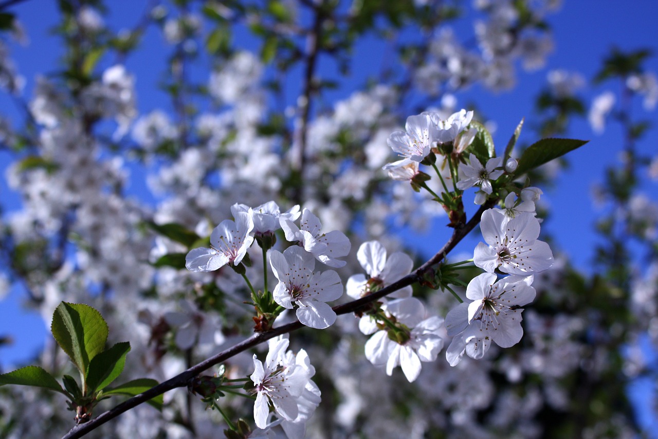 cherry white flowers blue background white free photo