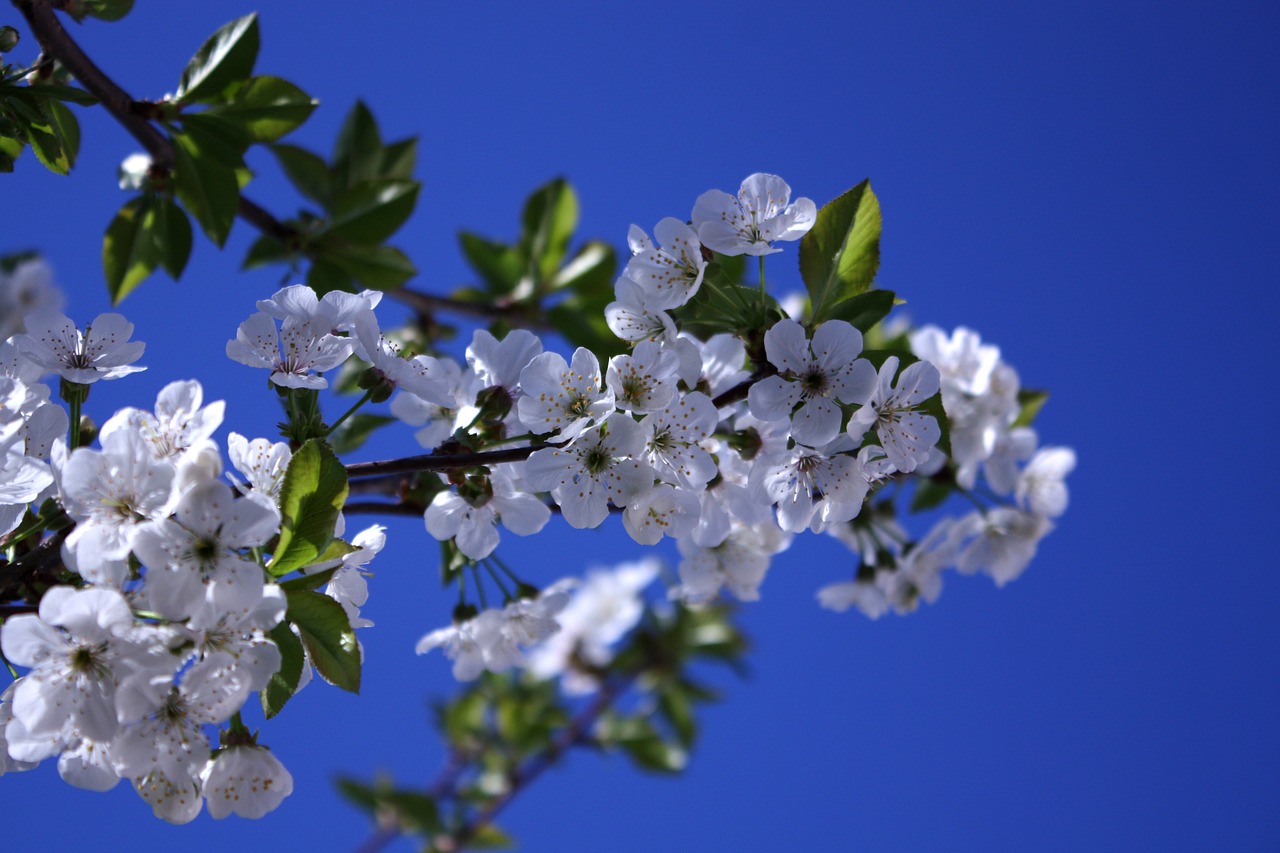 cherry white flowers blue background white free photo