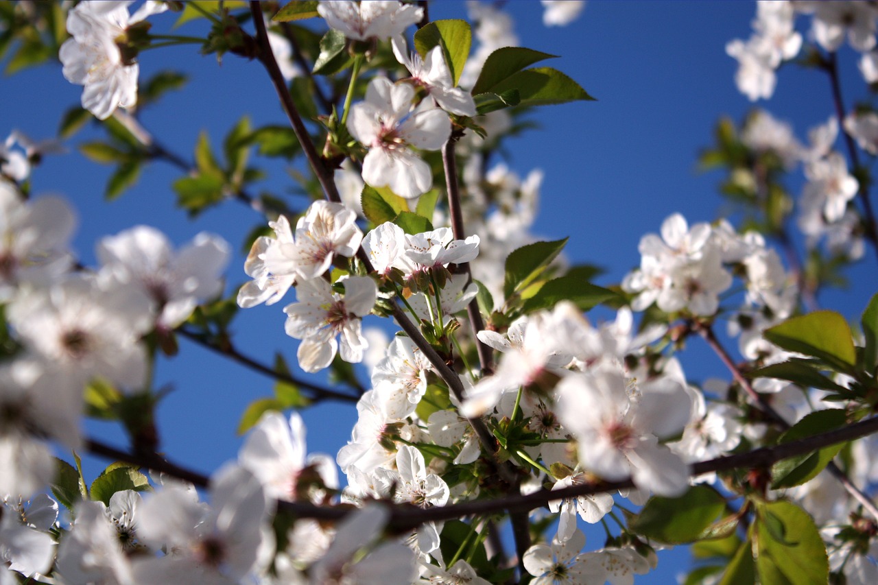 cherry white flowers blue background white free photo