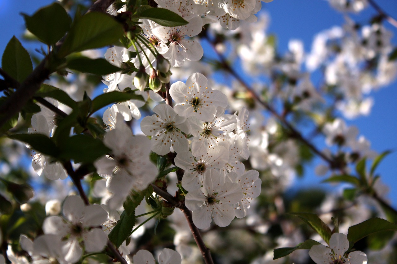 cherry white flowers blue background white free photo