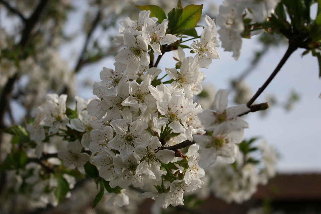 cherry blossom bloom free photo