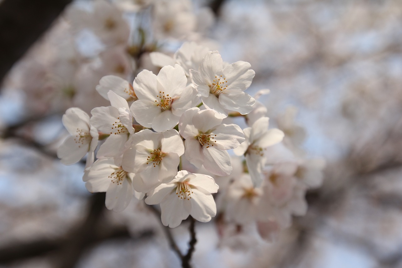 cherry spring flower free photo