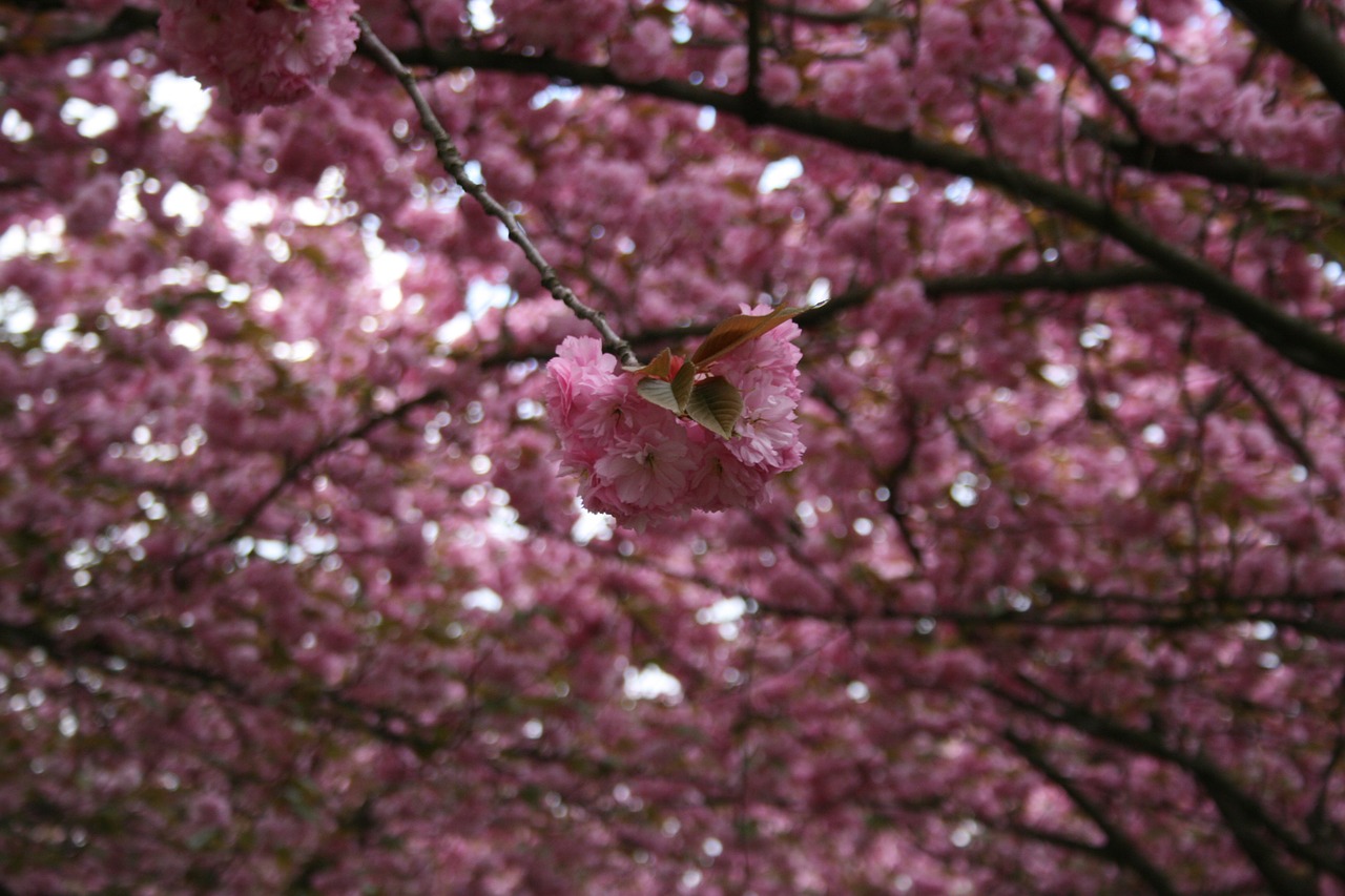 cherry ornamental cherry cherry blossom free photo