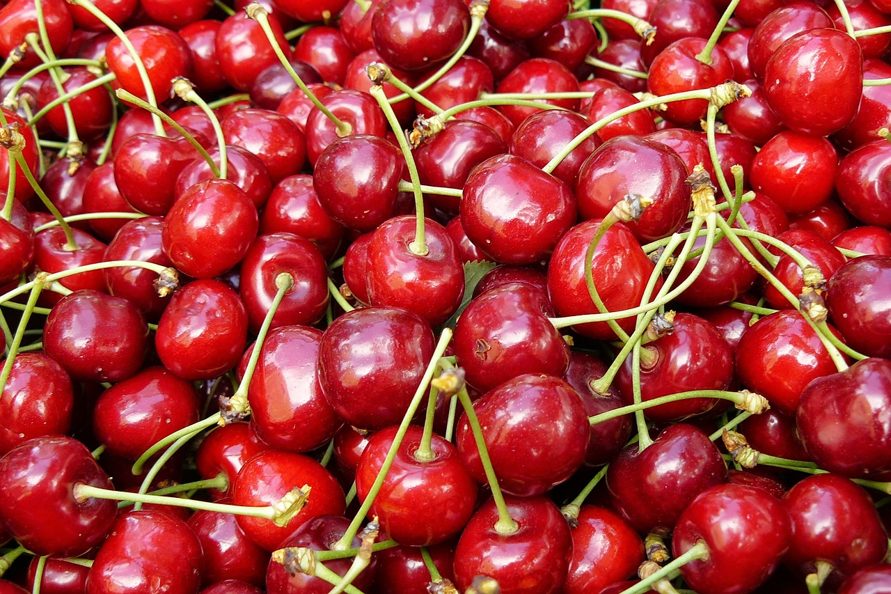 cherry red fruit free photo