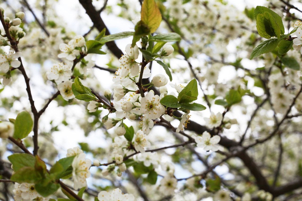 cherry bloom white free photo