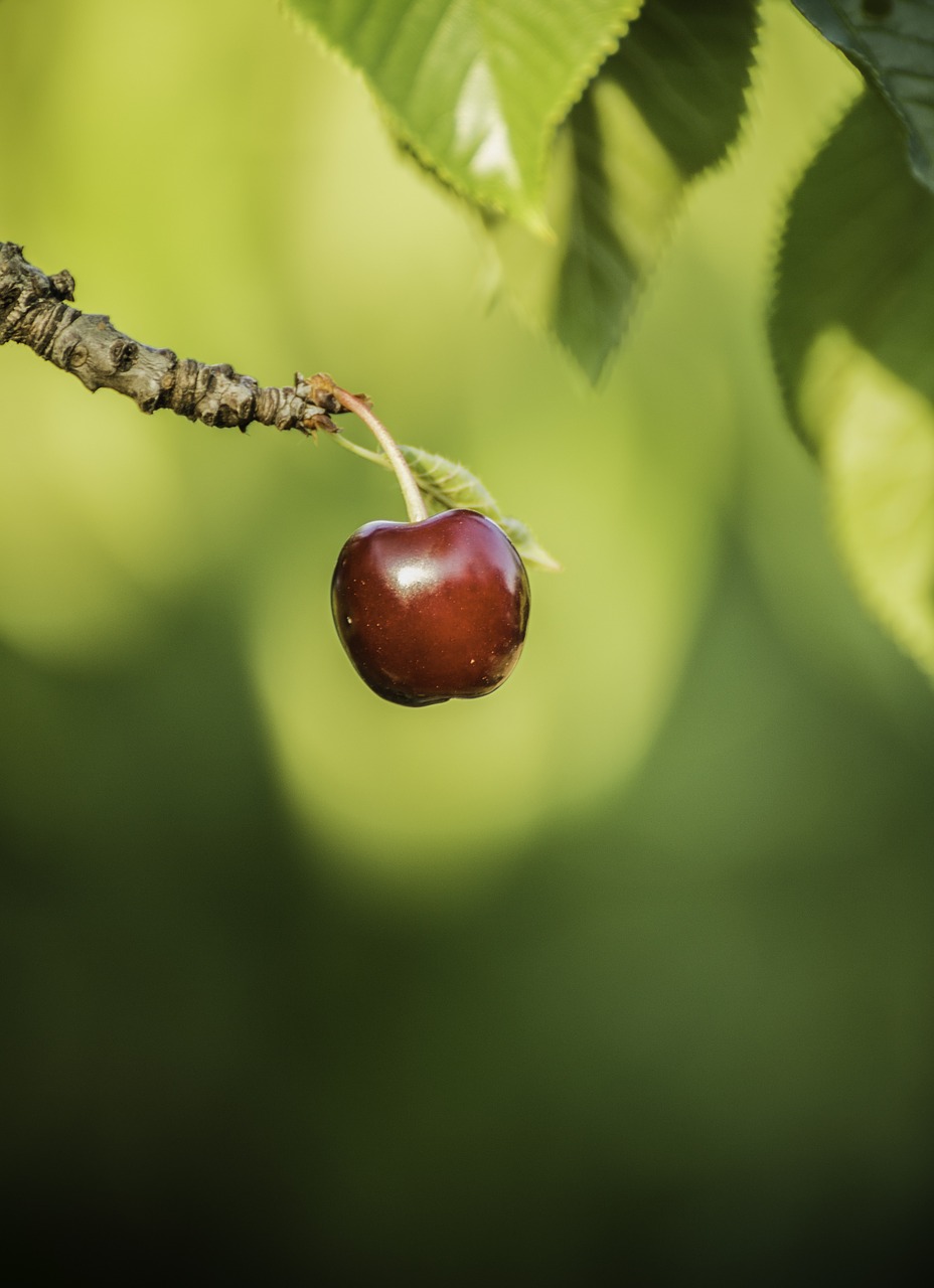 cherry fruit eat free photo