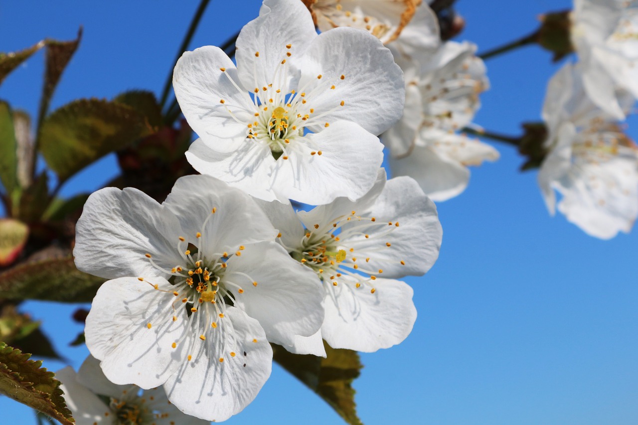 cherry flower fruit free photo