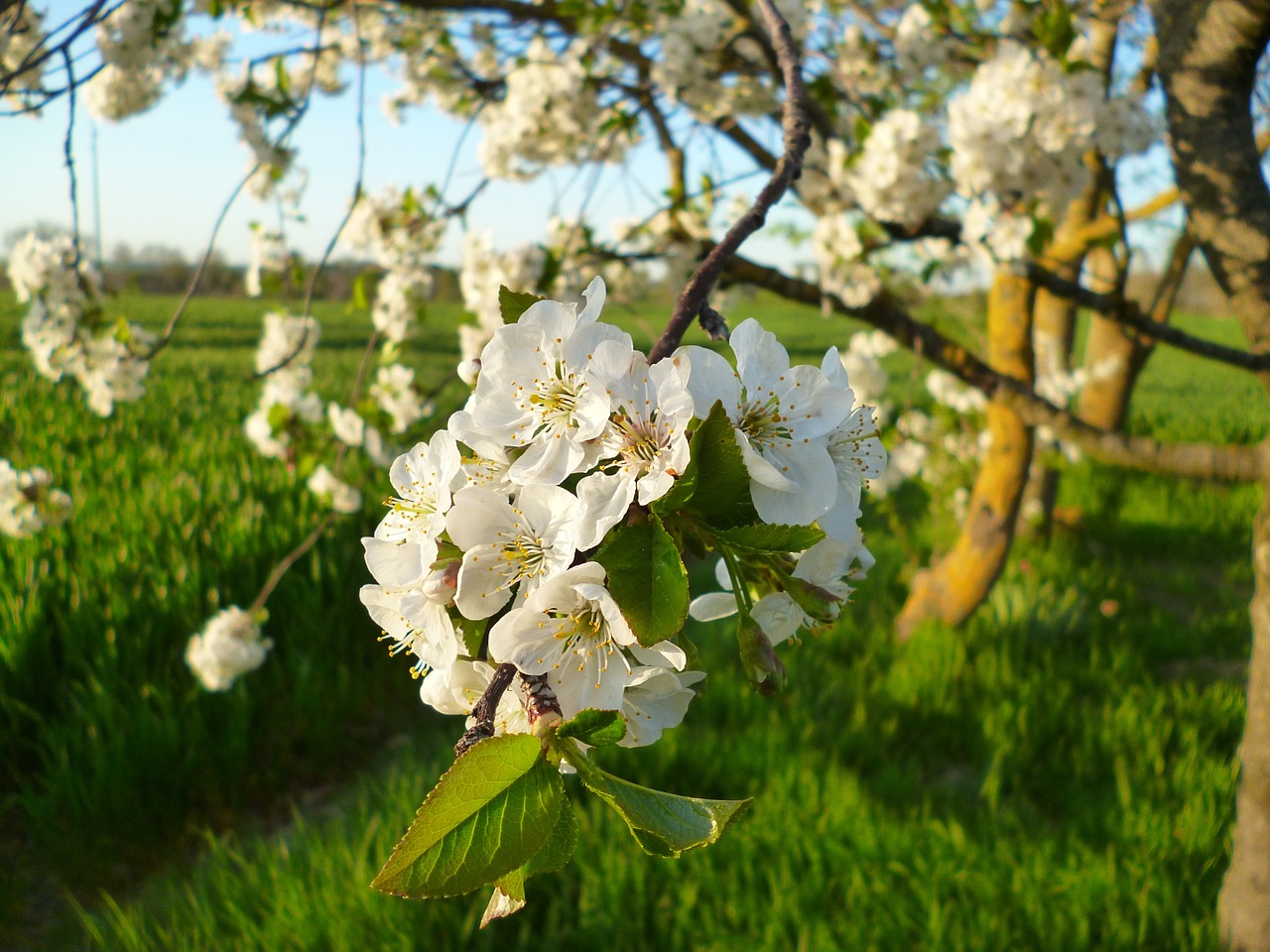 cherry flowers cherries free photo