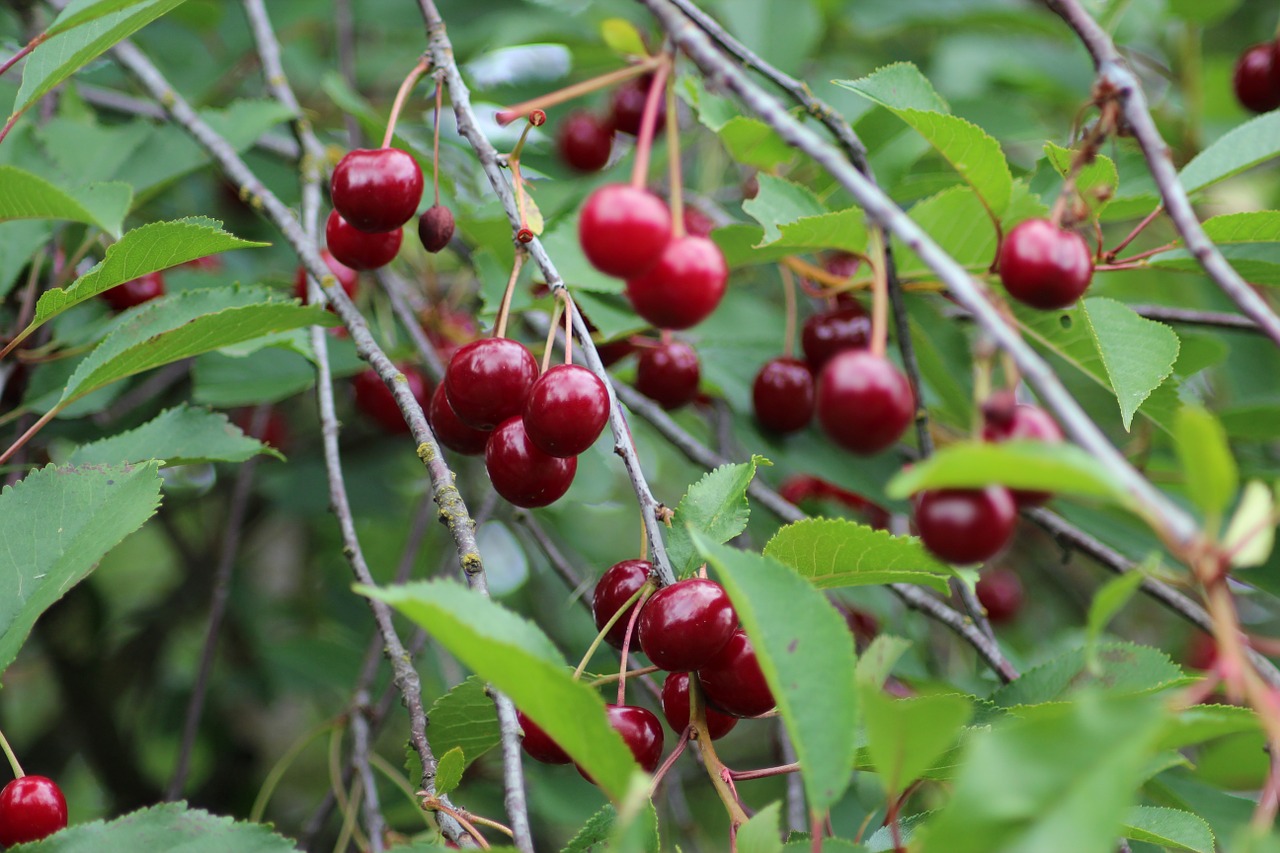 cherry fruit red free photo