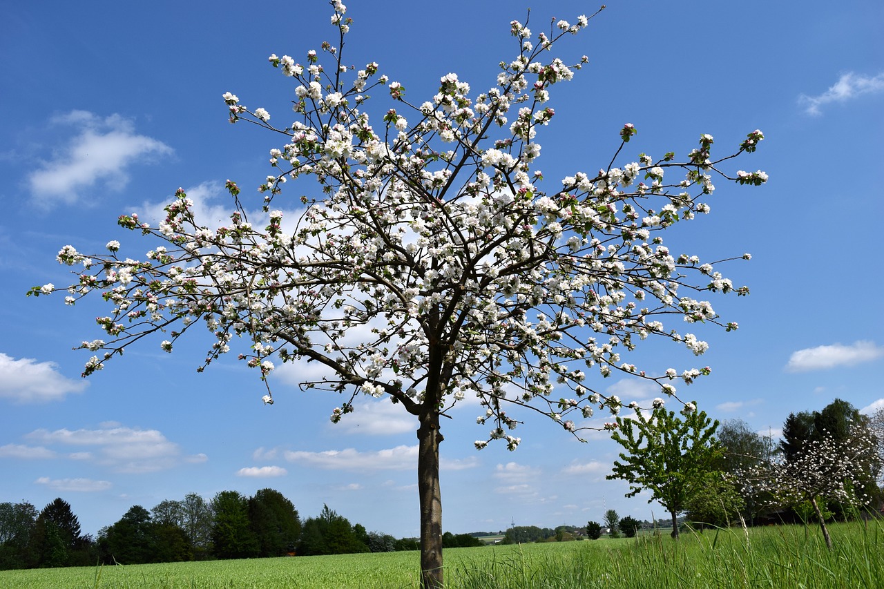 cherry blossom bloom free photo