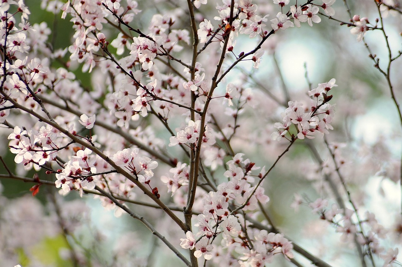 cherry blossom spring free photo