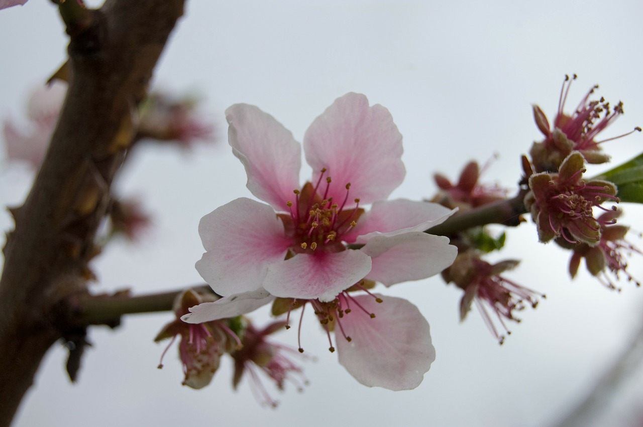 cherry tree cherry blossom free photo