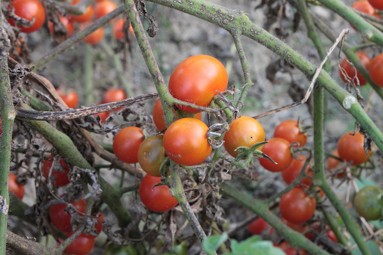 cherry fresh plants free photo