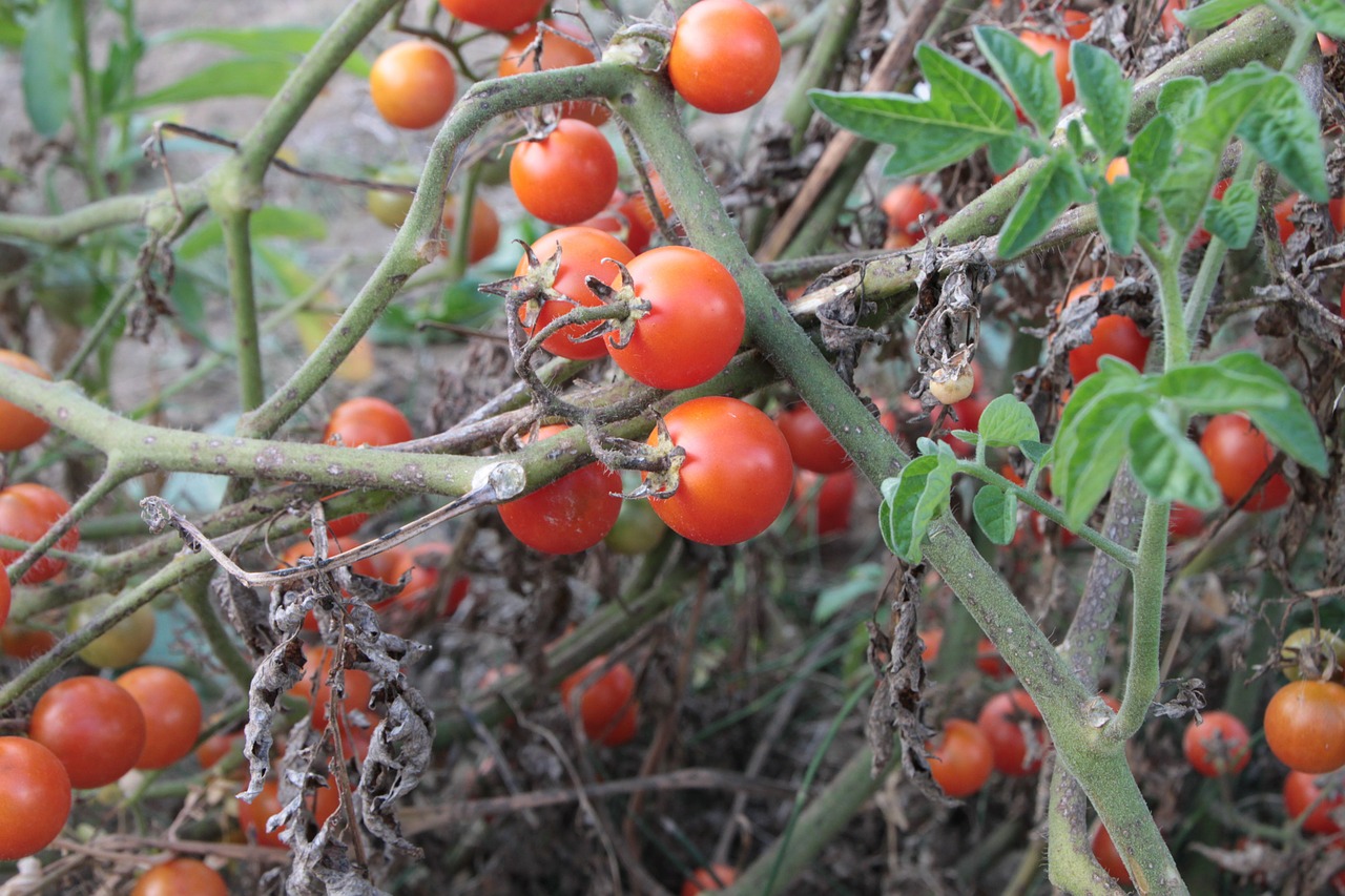 cherry fresh plants free photo