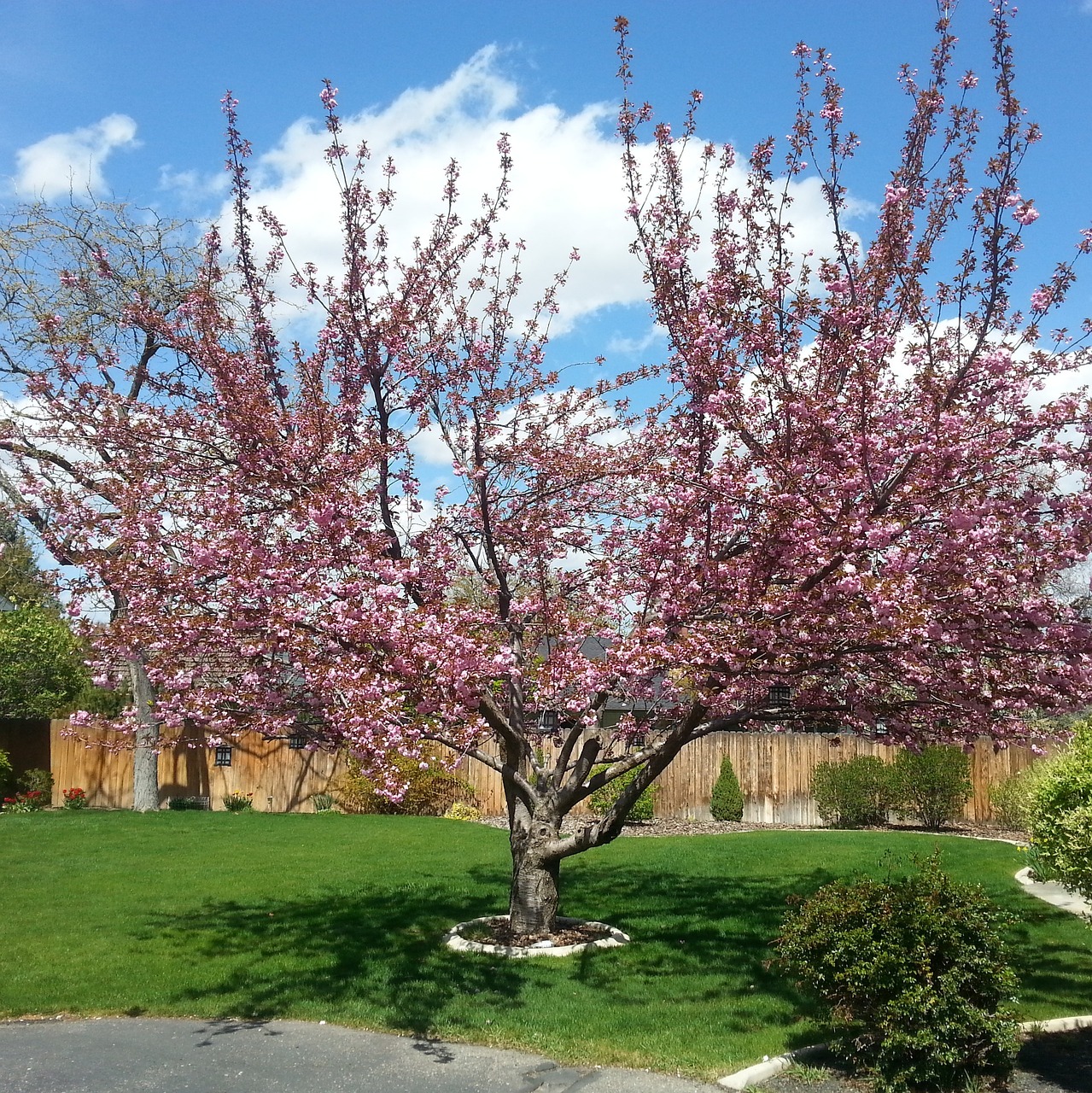 cherry blossoms tree free photo